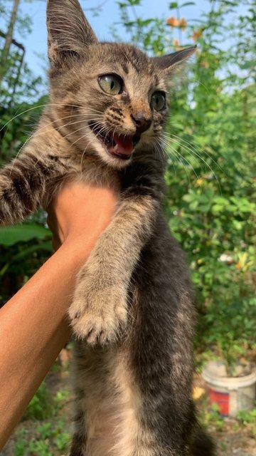 To Be Named - Domestic Medium Hair Cat