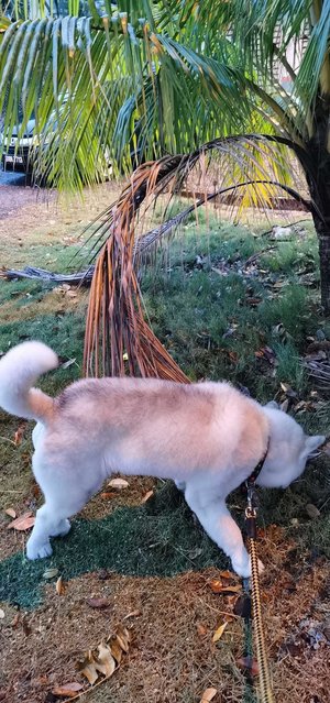 Max The Rescued Husky - Husky Dog