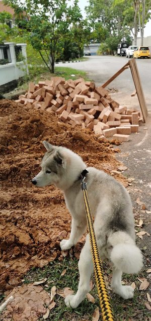 Max The Rescued Husky - Husky Dog