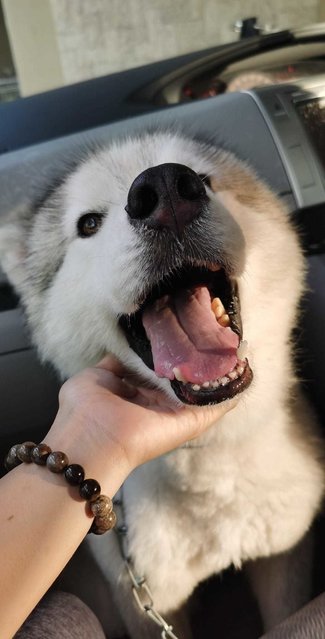 Max The Rescued Husky - Husky Dog