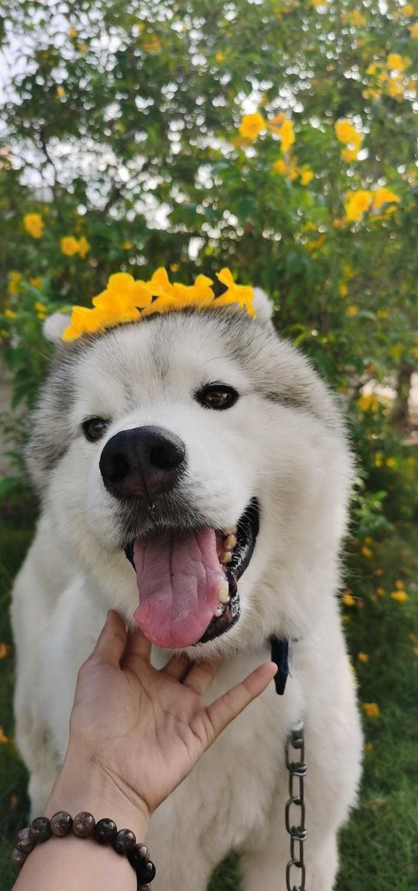 Max The Rescued Husky - Husky Dog