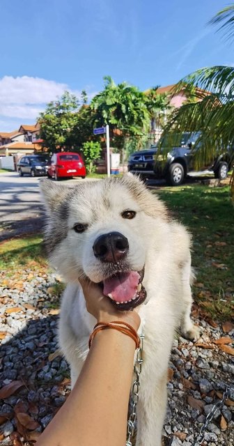 Max The Rescued Husky - Husky Dog