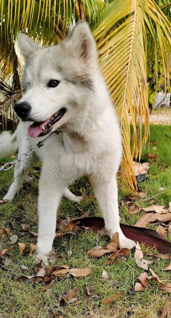 Max The Rescued Husky - Husky Dog