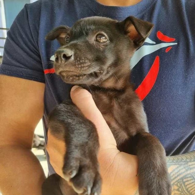 Labby - Labrador Retriever Mix Dog