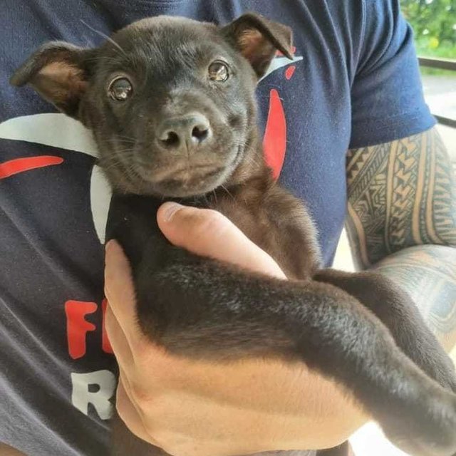 Labby - Labrador Retriever Mix Dog