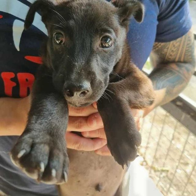 Labby - Labrador Retriever Mix Dog