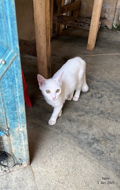 Nami - Domestic Medium Hair Cat