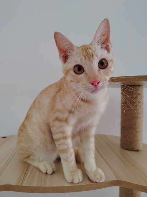 Handsome Oyen - Domestic Short Hair Cat