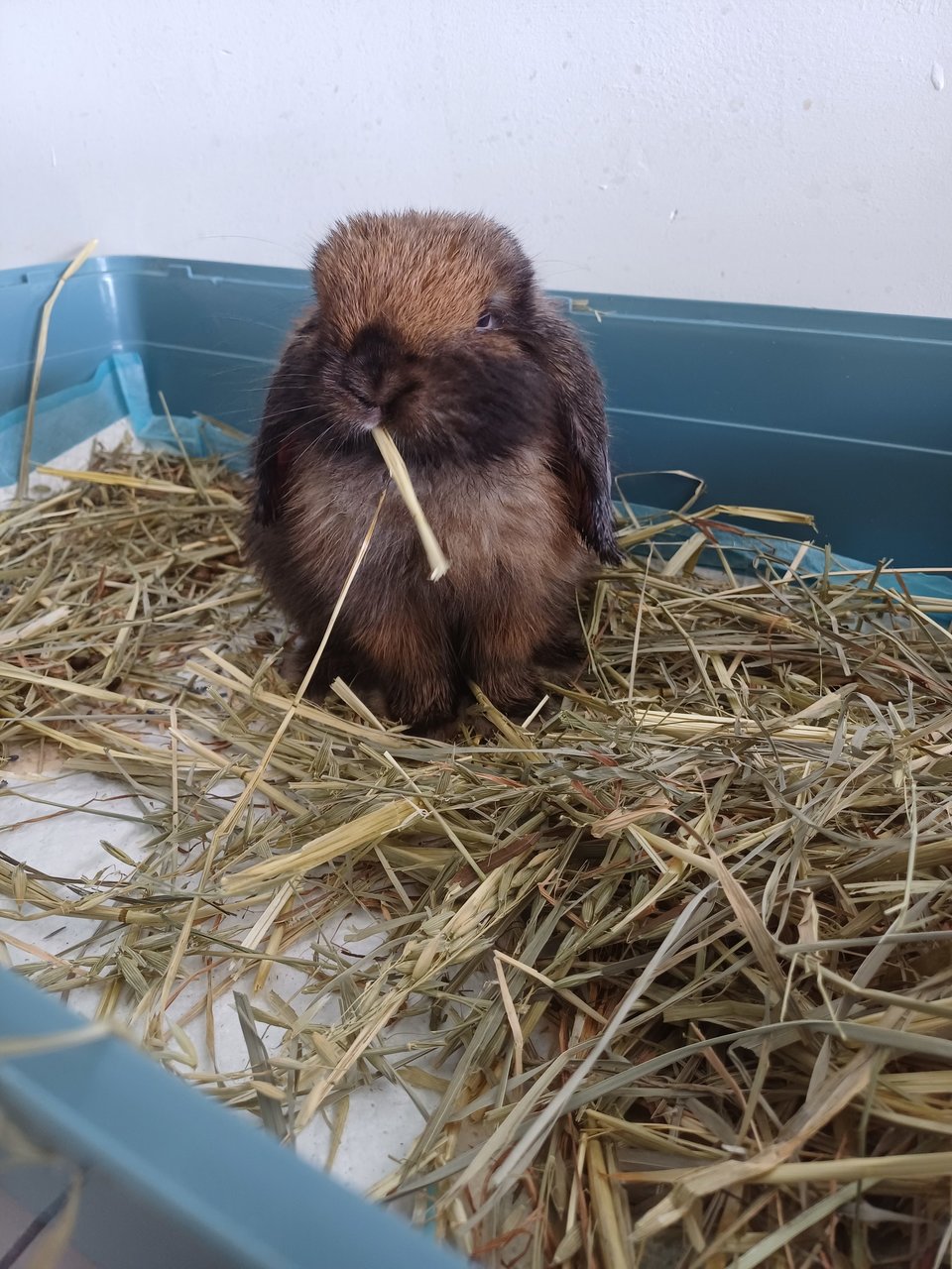 Fandogh - Holland Lop Rabbit