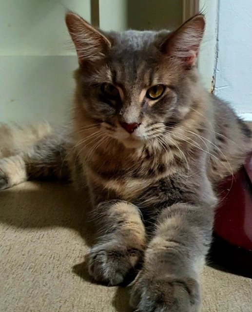 Hoshi Bean - Maine Coon Cat