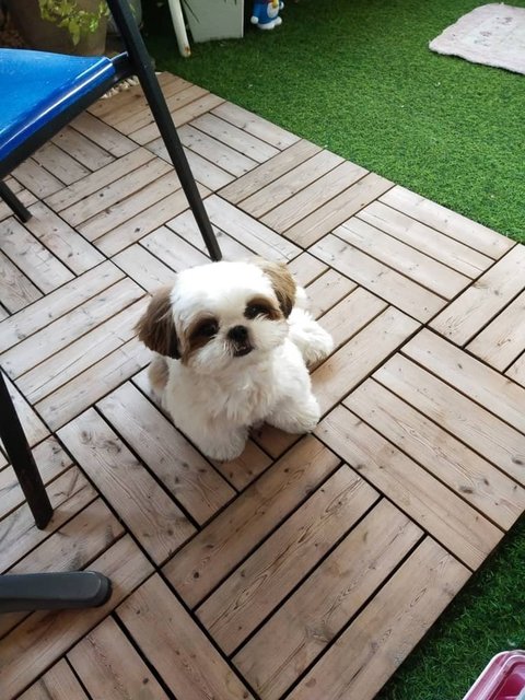 Dou Dou - Shih Tzu Dog