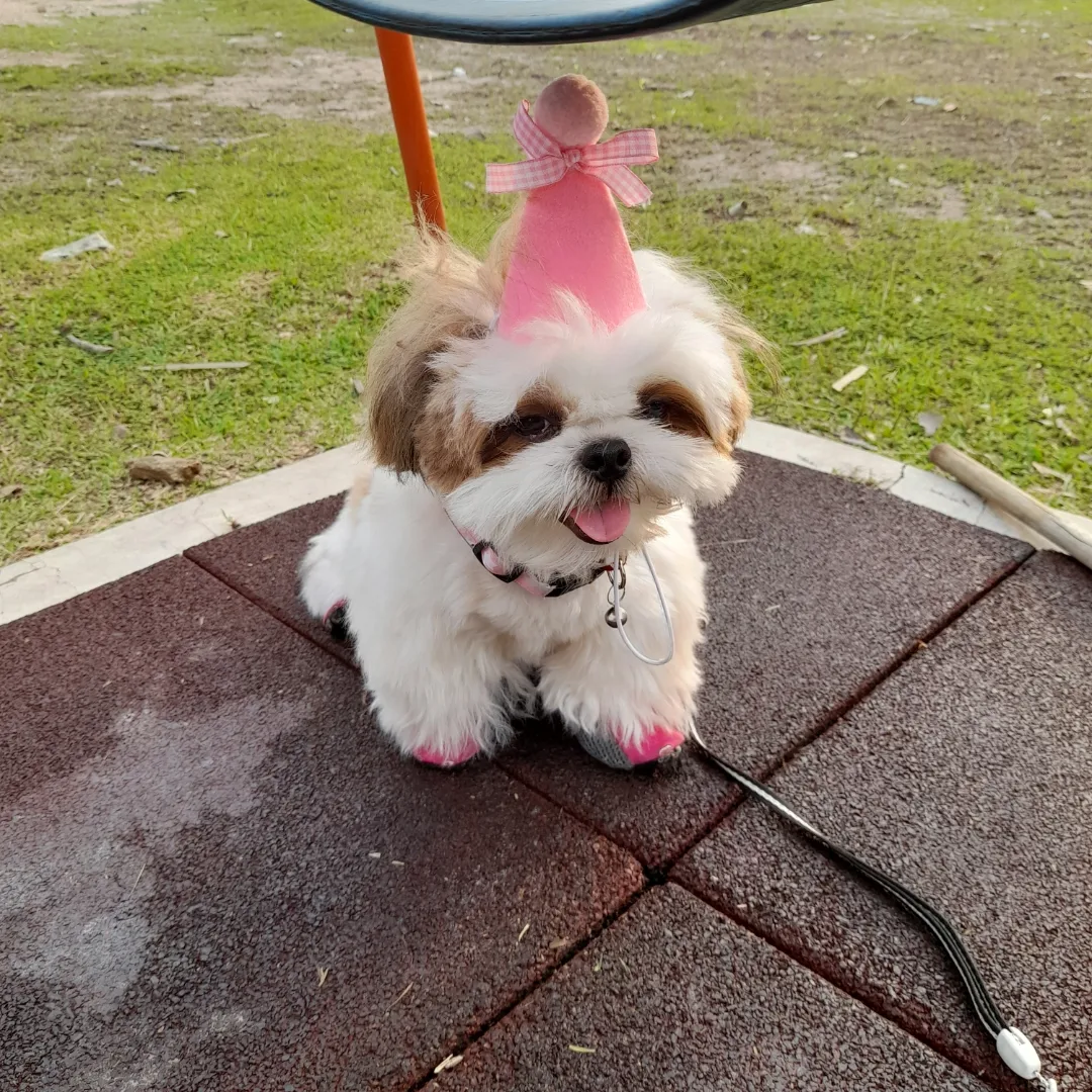 Dou Dou - Shih Tzu Dog