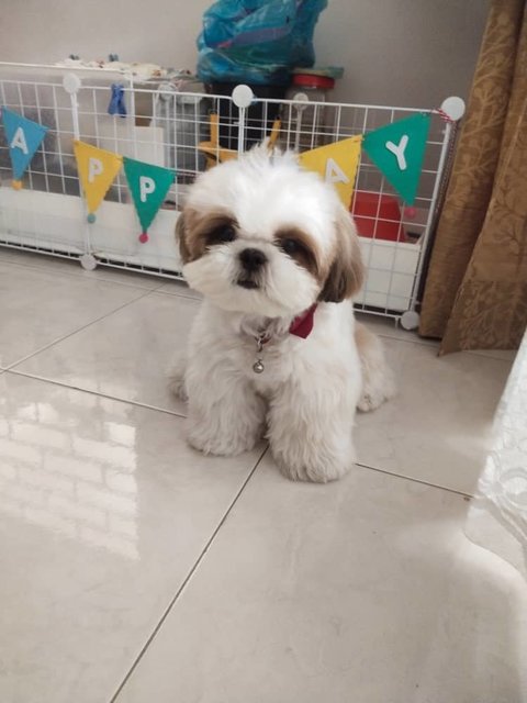 Dou Dou - Shih Tzu Dog