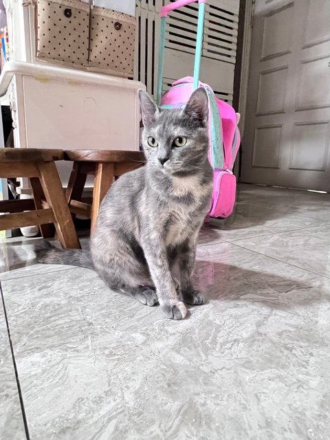 Sesame(Bsh Mix) - British Shorthair + Domestic Short Hair Cat