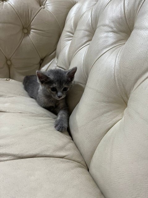 Sesame(Bsh Mix) - British Shorthair + Domestic Short Hair Cat