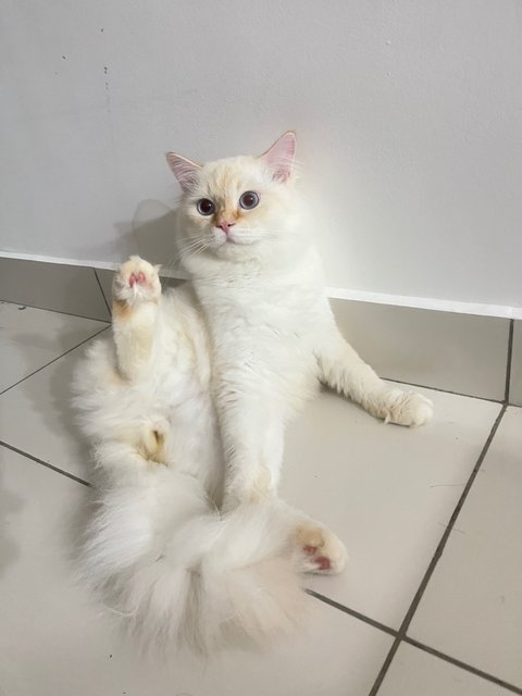 Baobei - Domestic Medium Hair + Domestic Long Hair Cat