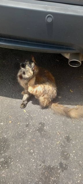 Messy - Persian + Domestic Long Hair Cat