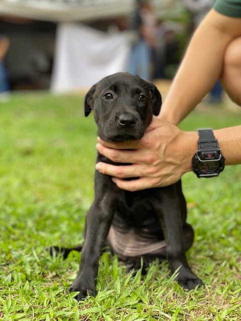 Sasha - Mixed Breed Dog