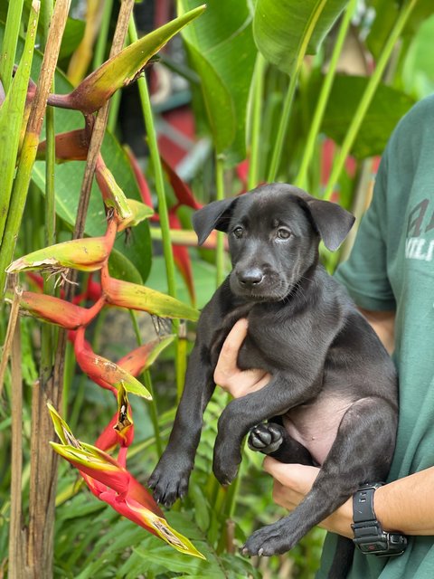 Sasha - Mixed Breed Dog