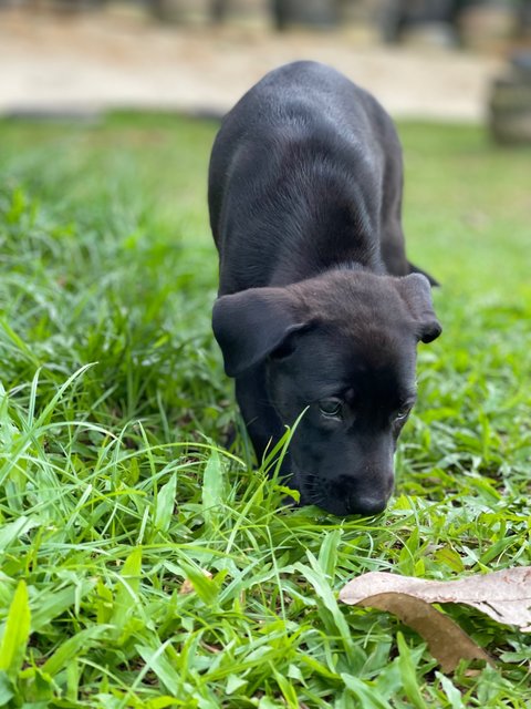 Sasha - Mixed Breed Dog