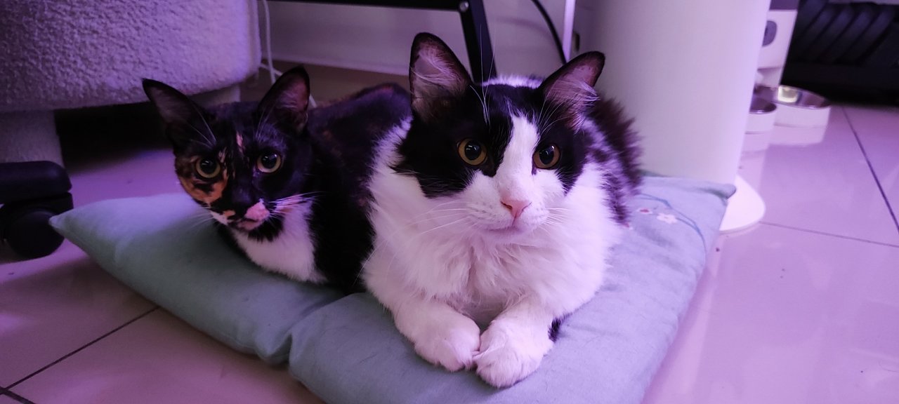 Milk And Callie - Domestic Medium Hair + Domestic Short Hair Cat