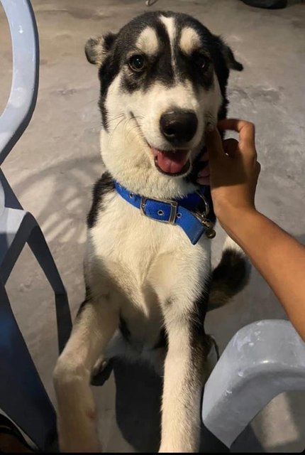 Kiba - Siberian Husky Mix Dog