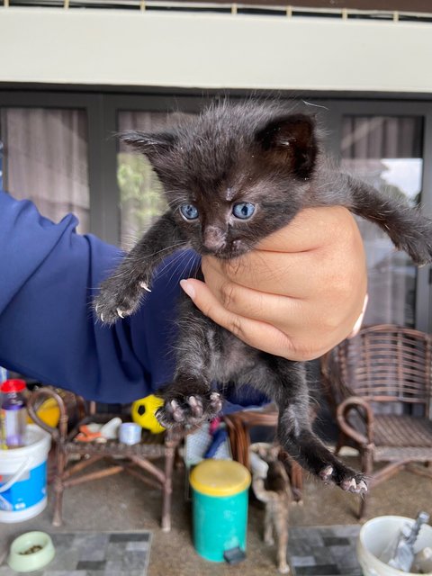 Onyx Aka Nyxie - Domestic Short Hair Cat