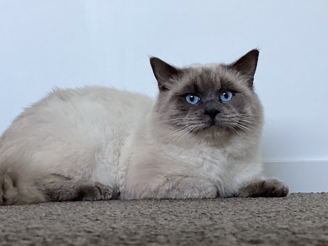 Kynobi - Ragdoll Cat