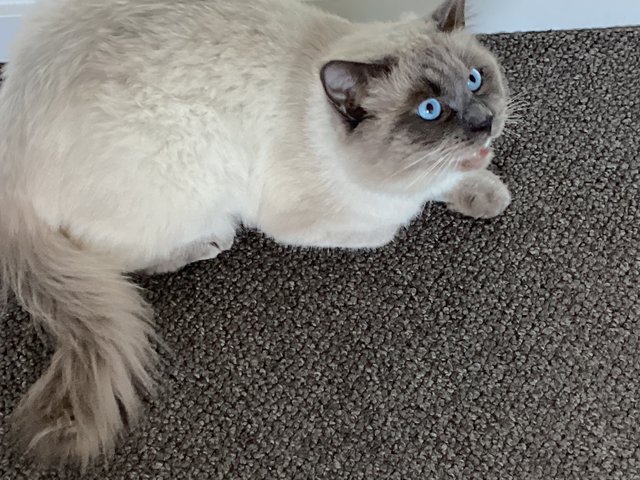 Kynobi - Ragdoll Cat