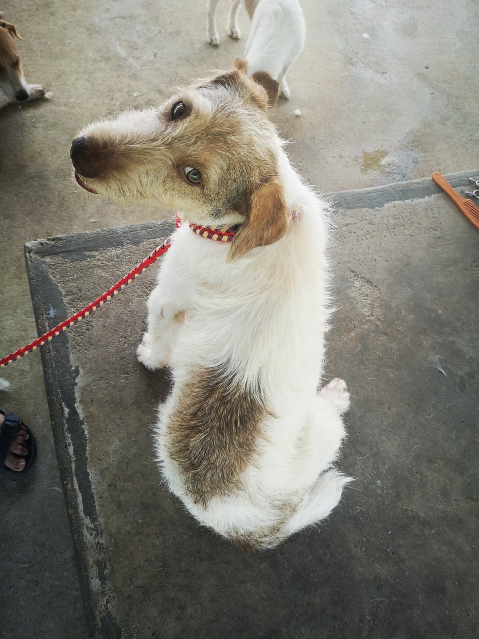 Yiyi - Jack Russell Terrier (Parson Russell Terrier) Mix Dog