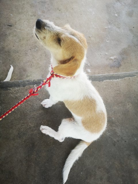 Ruru - Jack Russell Terrier (Parson Russell Terrier) Mix Dog