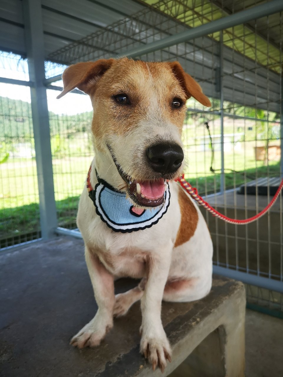 Sean Sean - Jack Russell Terrier (Parson Russell Terrier) Mix Dog