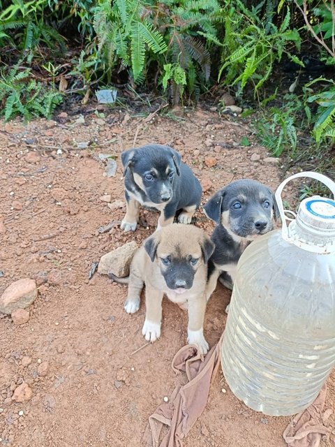 Puppy1,puppy2,puppy3 - Mixed Breed Dog