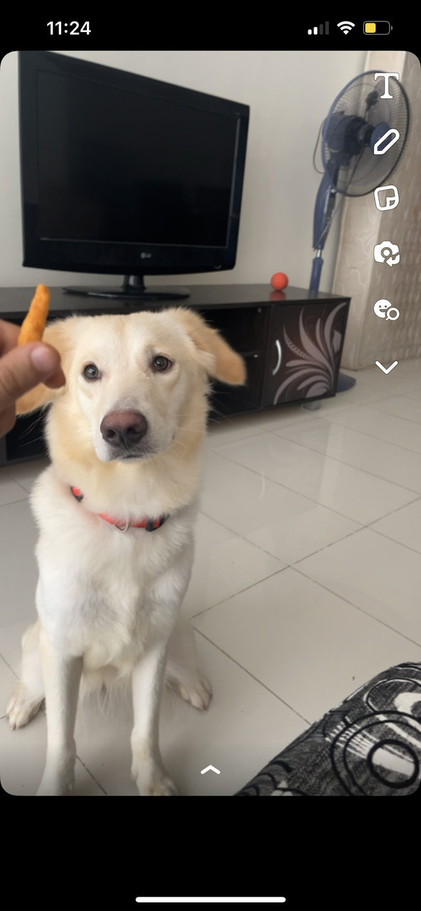 Kova - Golden Retriever + Labrador Retriever Dog