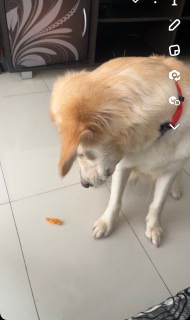 Kova - Golden Retriever + Labrador Retriever Dog