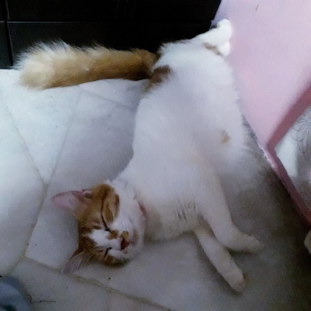 Bambam &amp; Taro - Domestic Long Hair Cat