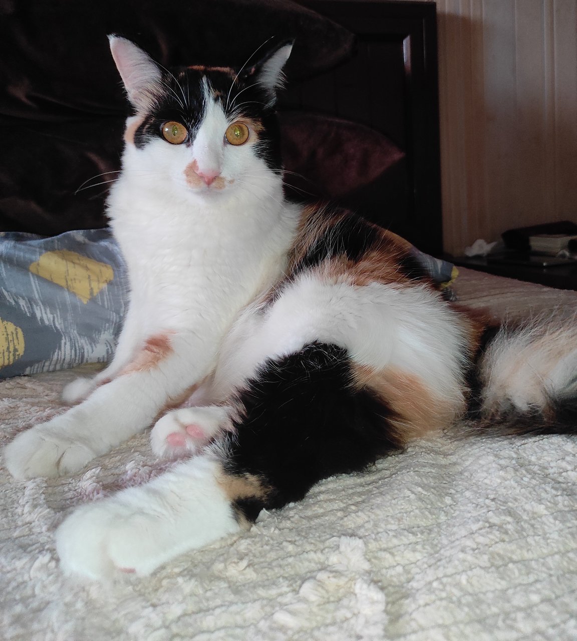 Mamij  - Turkish Van Cat