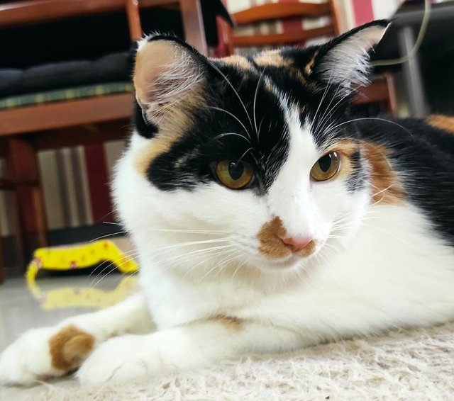 Mamij  - Turkish Van Cat