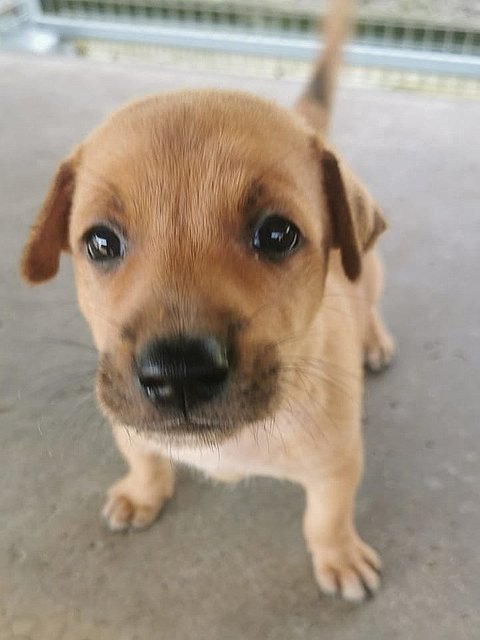 5 Male Puppies - Mixed Breed Dog