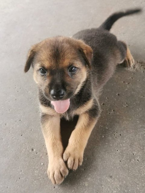 5 Male Puppies - Mixed Breed Dog