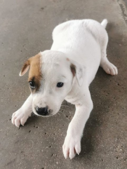 5 Male Puppies - Mixed Breed Dog