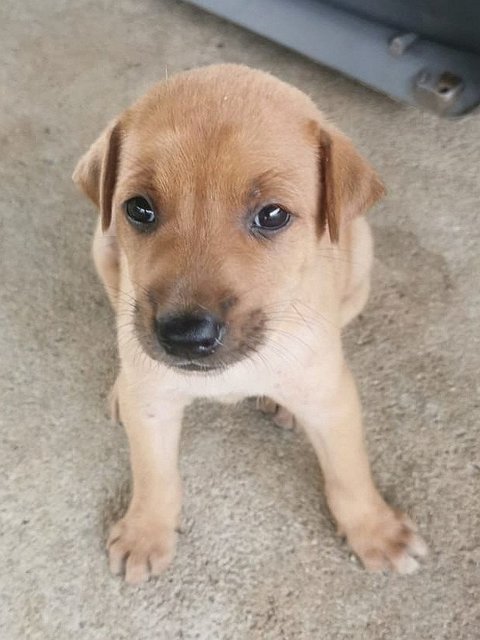 5 Male Puppies - Mixed Breed Dog