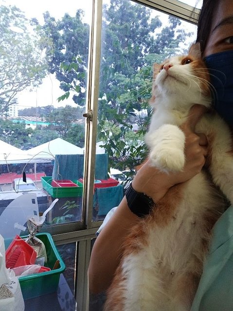 Mini - Domestic Long Hair Cat