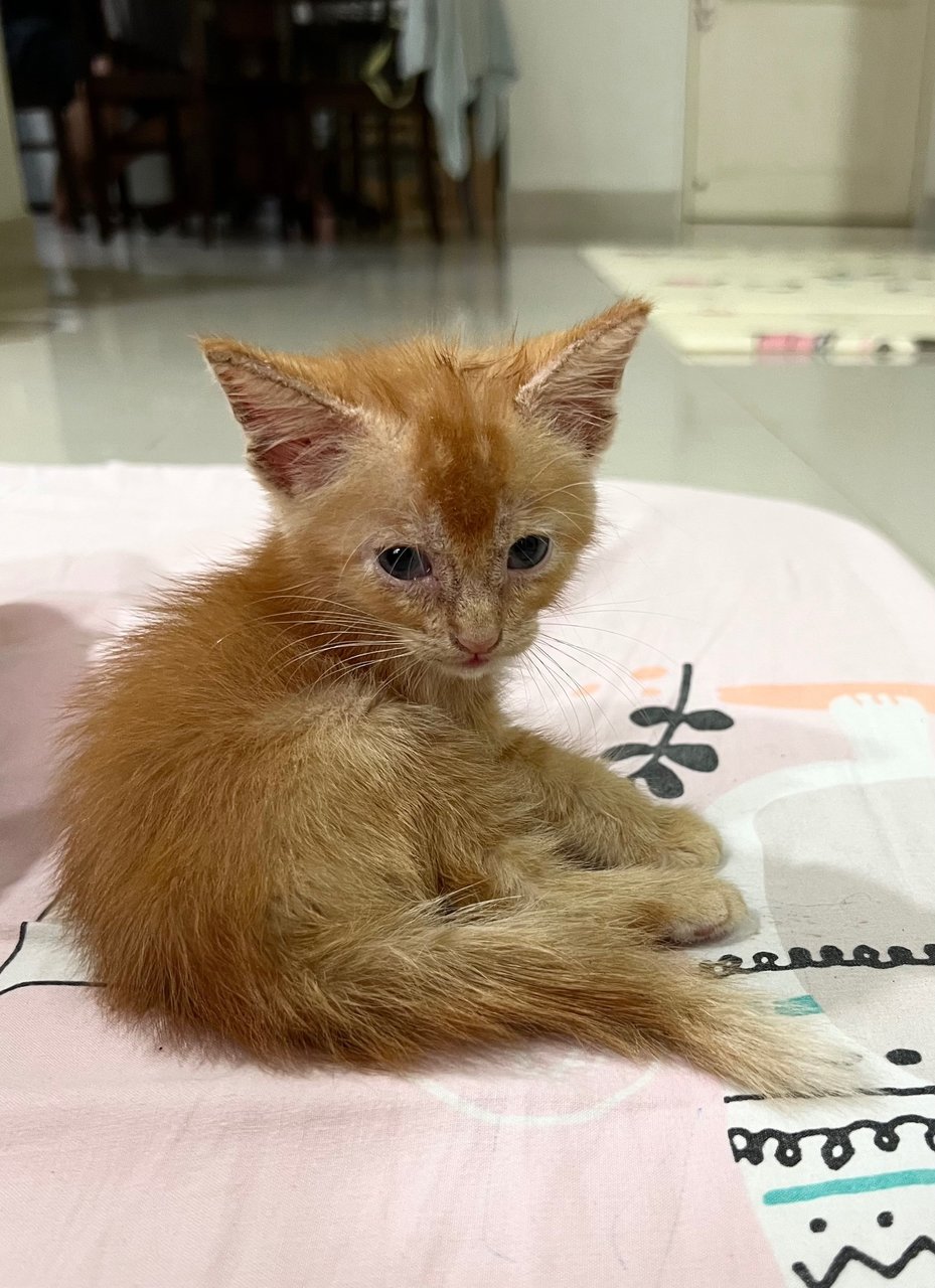 Tiger - Domestic Short Hair + Tabby Cat