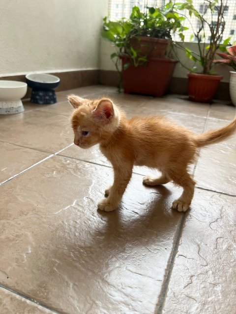 Tiger - Domestic Short Hair + Tabby Cat