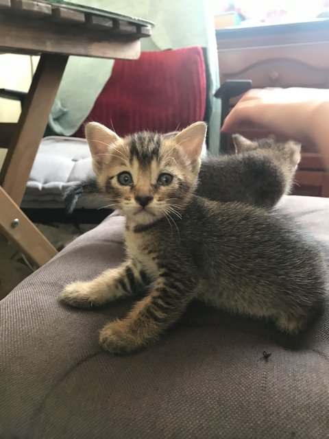 Tiger Black - Domestic Short Hair Cat