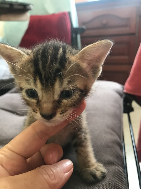 Tiger Black - Domestic Short Hair Cat