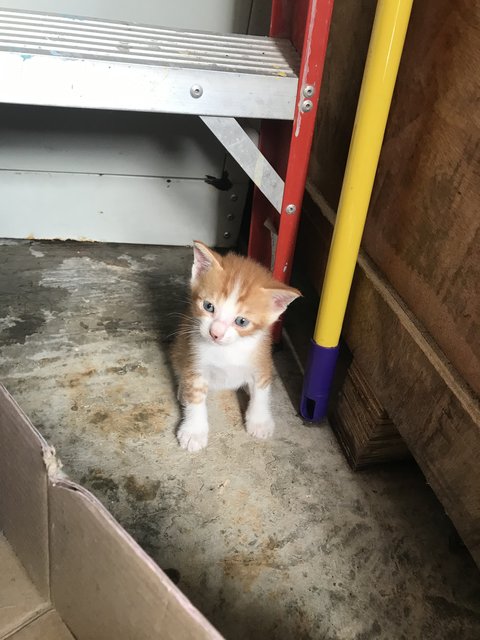 Tiger Black - Domestic Short Hair Cat