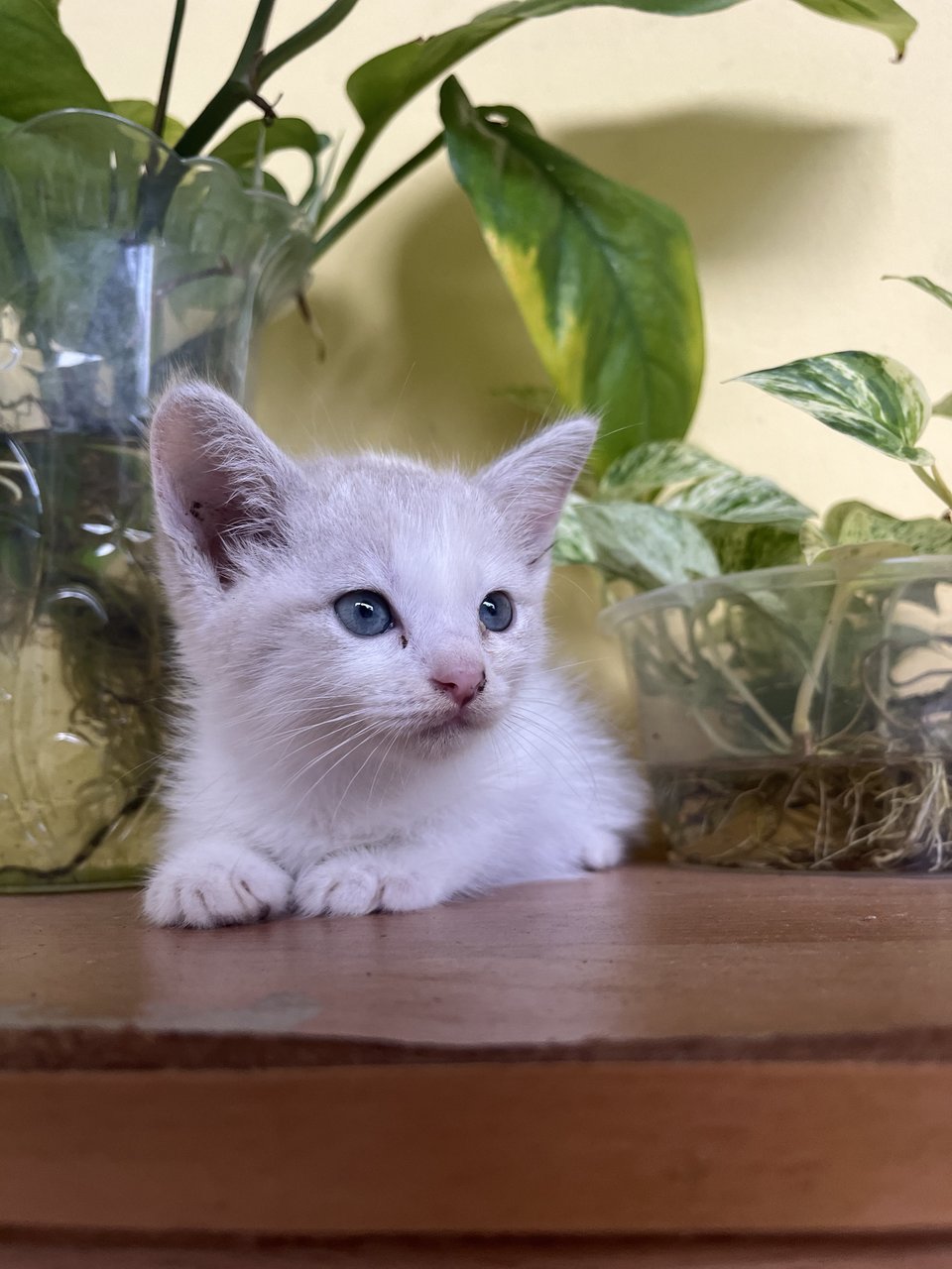 Vanilla  - Domestic Medium Hair Cat