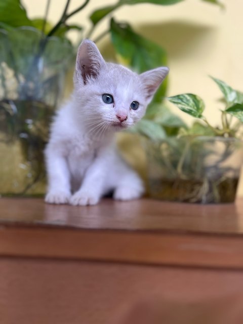 Vanilla  - Domestic Medium Hair Cat